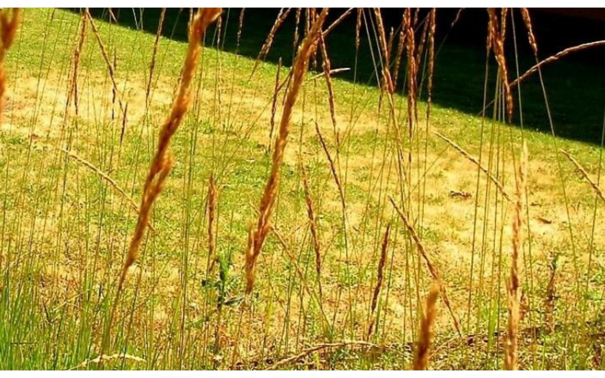 Molinia caerulea Mansiega en flor, gramínea ornamental azulada