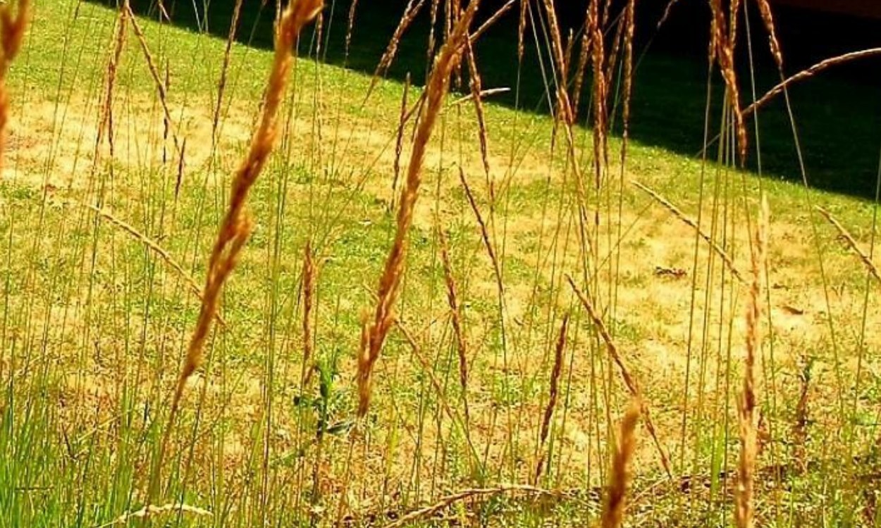 Molinia caerulea Mansiega con inflorescencias púrpura azuladas y follaje verde ornamental