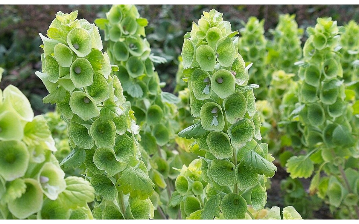 Flores verdes Campanas de Irlanda en jardín floreciente