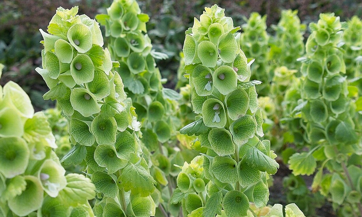 Tallo de Moluccella laevis mostrando cálices verdes característicos con pequeñas flores blancas