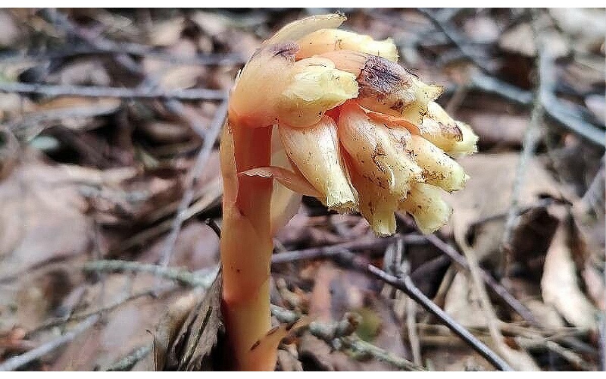 Monotropa hypopitys flor blanca pipa de indio bosque