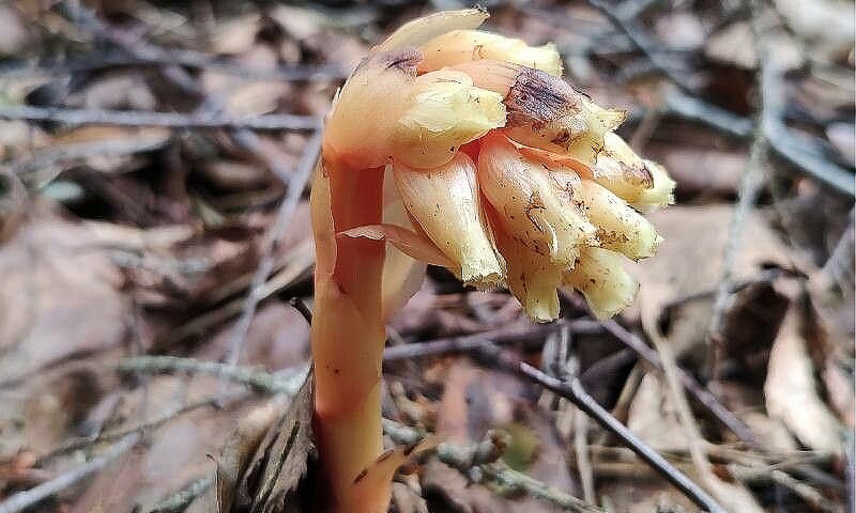 Flor blanca de Monotropa hypopitys (Pipa de Indio) creciendo en suelo de bosque