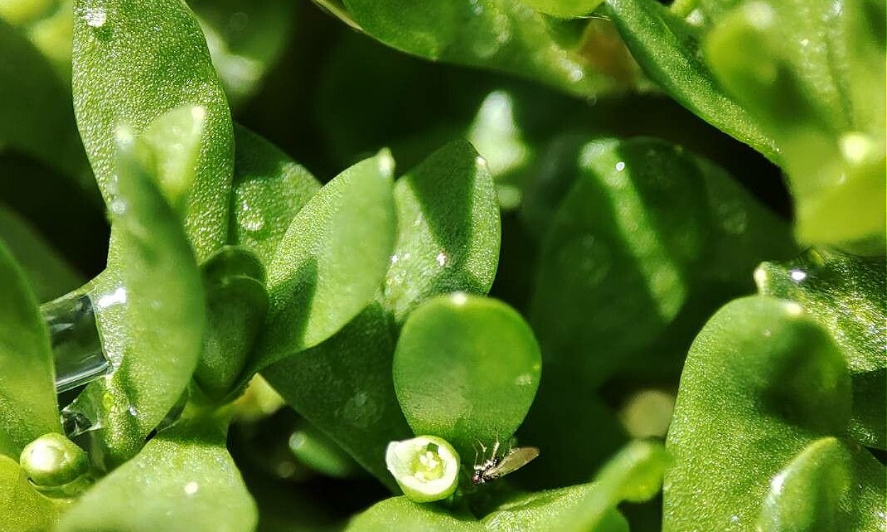 Planta Montia fontana con tallos delgados verdes en sustrato de acuario plantado