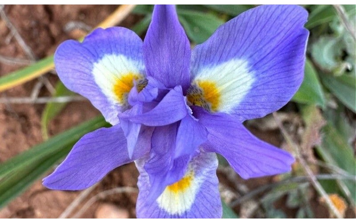 Moraea sisyrinchium flores azules Patita de burro