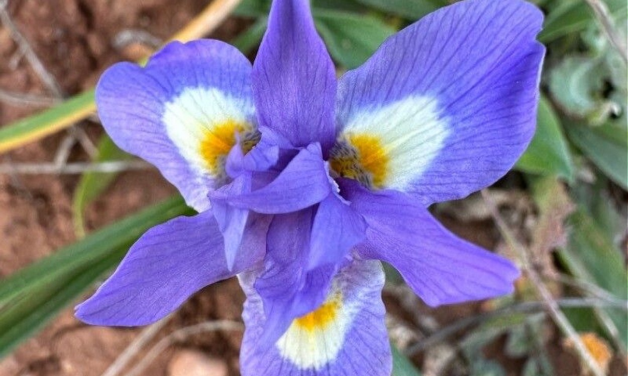 Flores azuladas efímeras de Moraea sisyrinchium conocida como Patita de burro en maceta