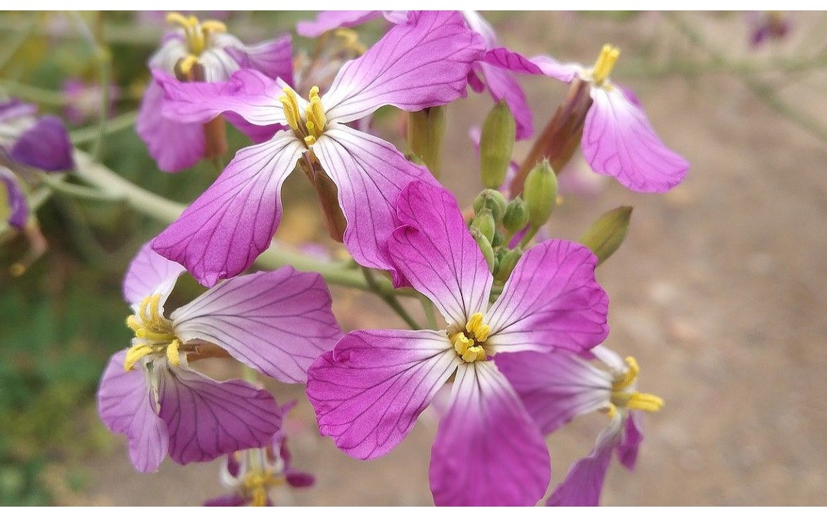 Moricandia arvensis collejón berza arvense flores púrpura