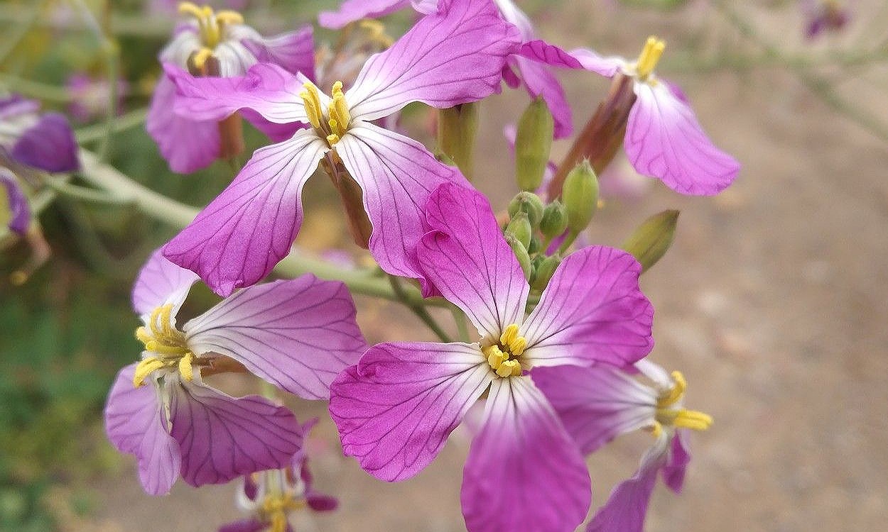 Planta de Moricandia arvensis con hojas azuladas y flores púrpura características del collejón o berza arvense mediterránea