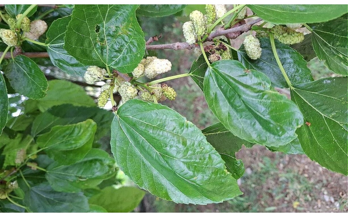 Árbol de moral blanco con frutos maduros listos para cosechar