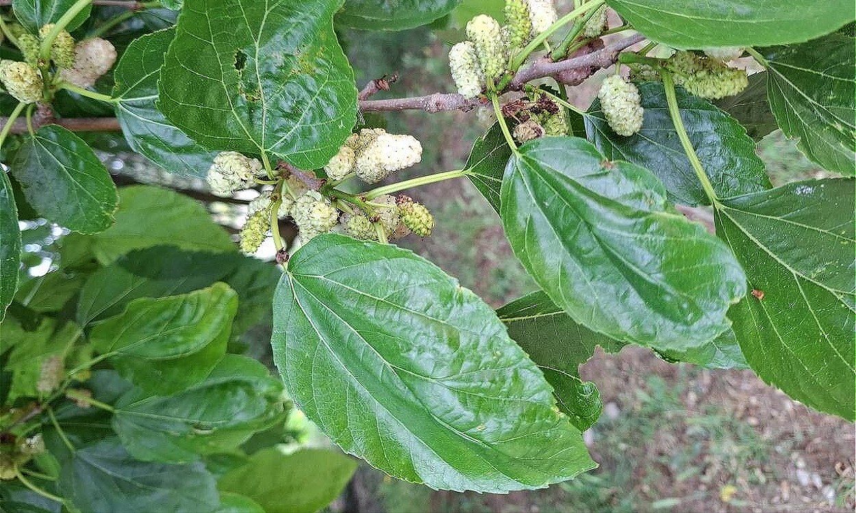 Rama de moral blanco Morus alba con moras blancas maduras y hojas verdes