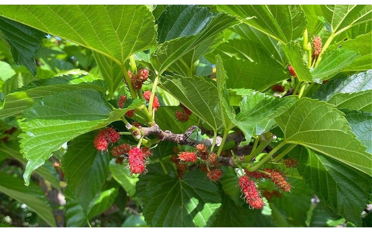 Falsa morera asiática con frutos negros maduros en rama