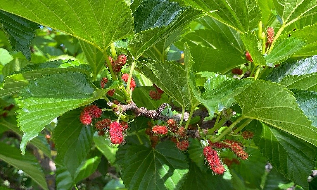 Árbol de Morus indica L. mostrando frutos negros maduros y hojas verdes oscuras