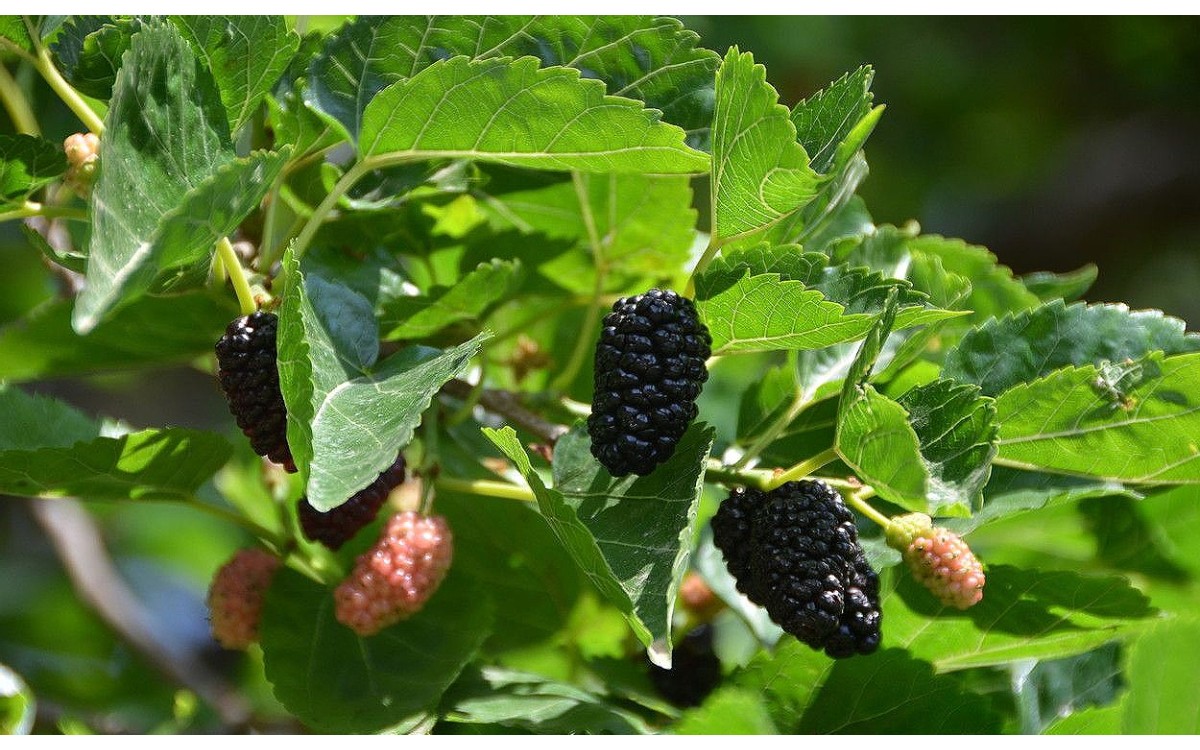 Morera negra frutos y árbol Morus nigra L.