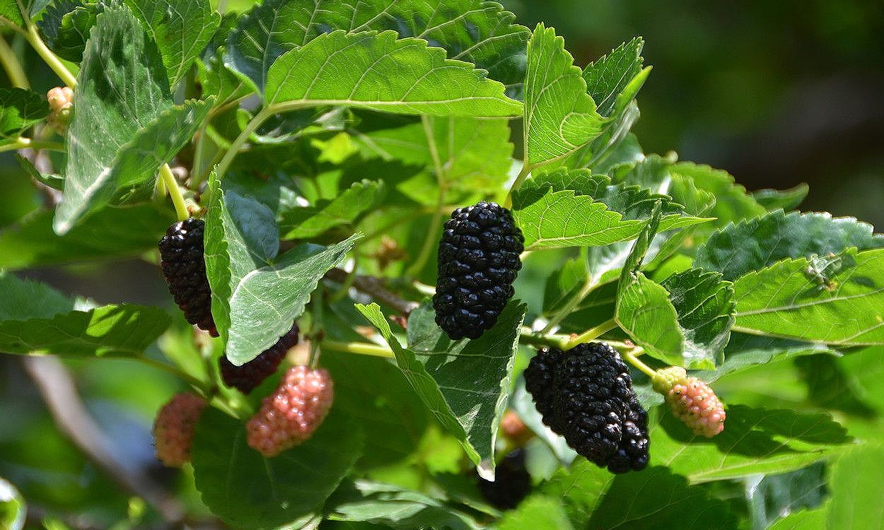 Árbol de morera negra (Morus nigra) con frutos negros maduros en rama
