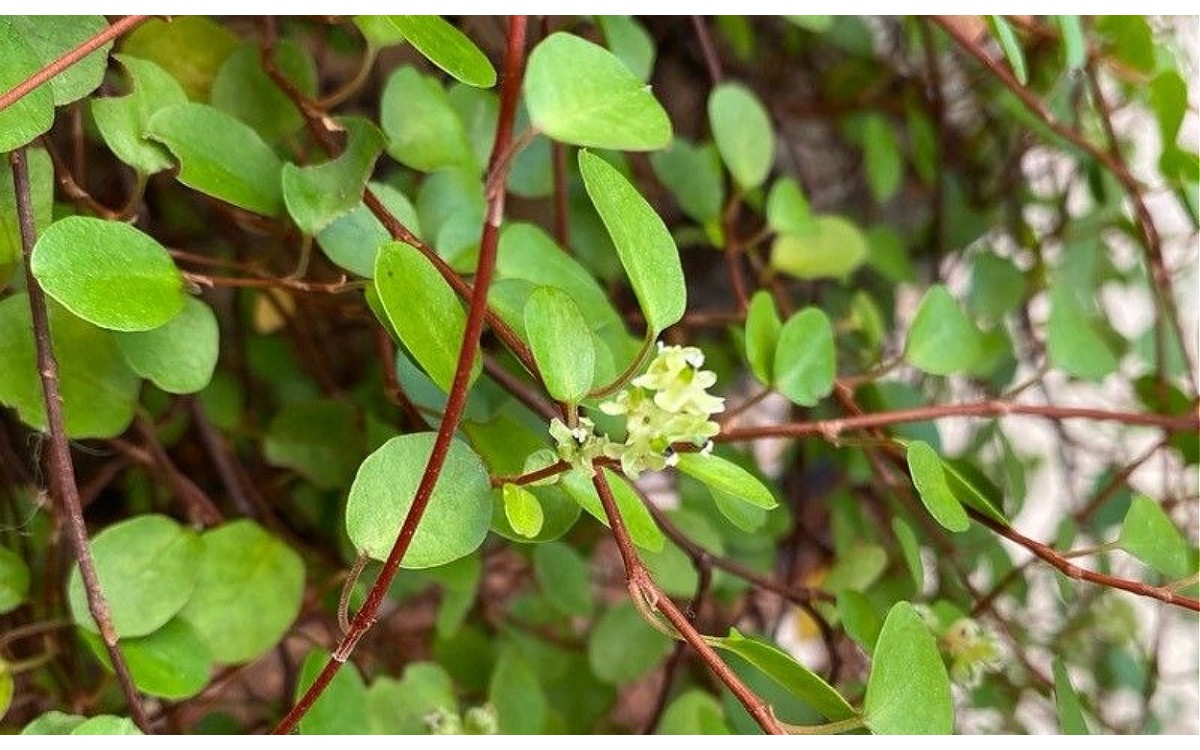 Muehlenbeckia complexa enredadera de alambre tallos finos