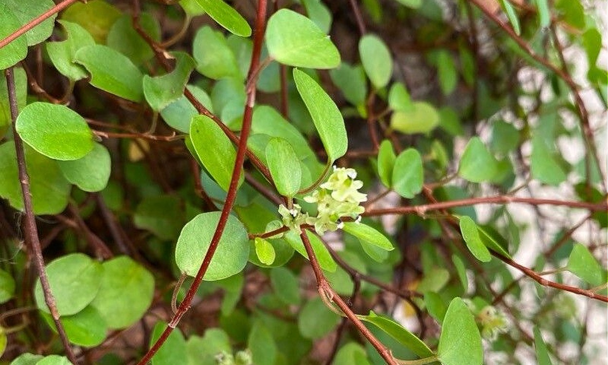 Muehlenbeckia complexa con sus característicos tallos finos color marrón rojizo, pequeñas hojas y flores blancas