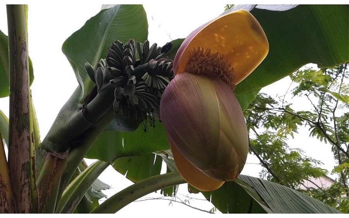 Planta de Musa acuminata Colla con frutos en desarrollo