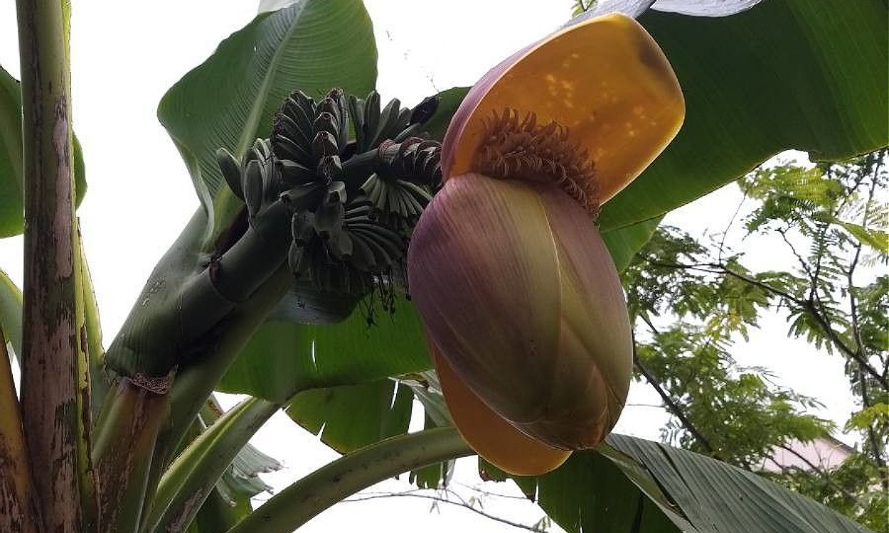 Plántula de plátano malayo Musa acuminata con hojas verdes grandes y desarrollo activo