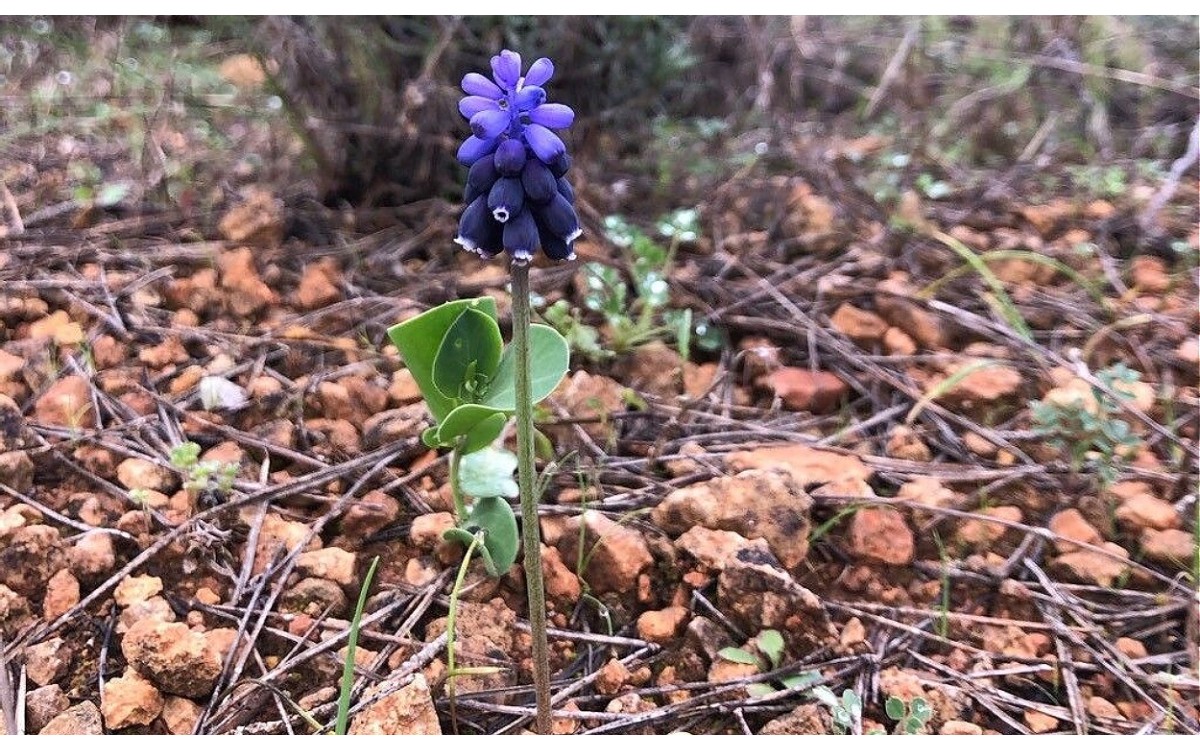 Muscari baeticum en flor: racimo azul intenso de primavera