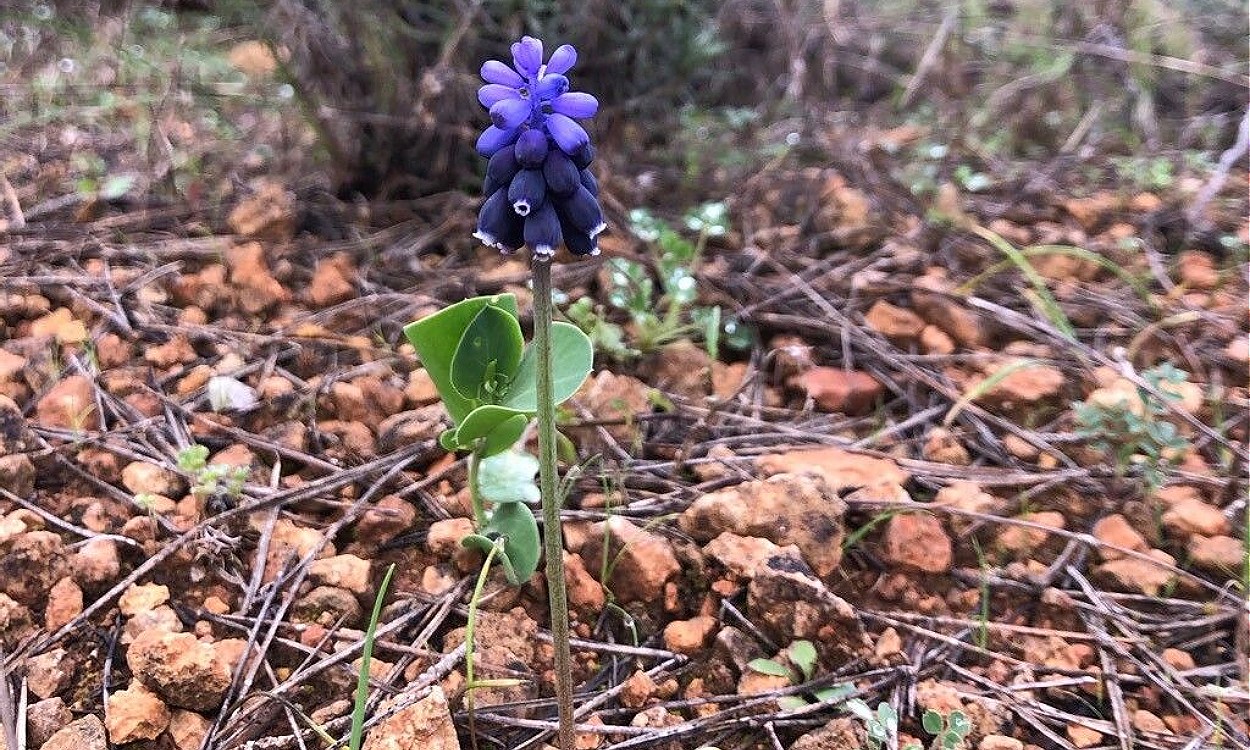 Flores azul-violeta compactas de Muscari baeticum en racimo cerrado