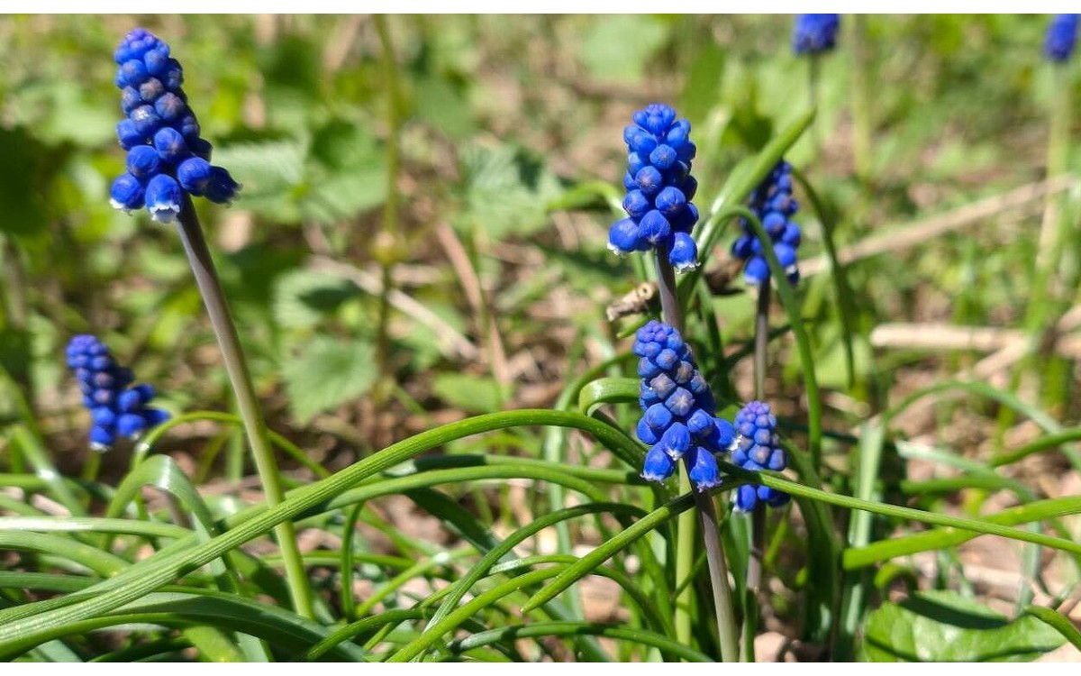 Flores azul cobalto del Muscari botryoides jacinto ramoso