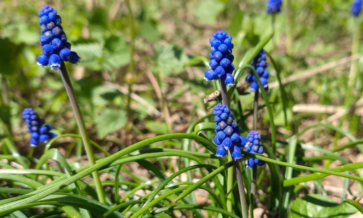 Muscari botryoides con flores azul intenso en racimo, conocido como jacinto ramoso o jacinto de uvas en floración primaveral