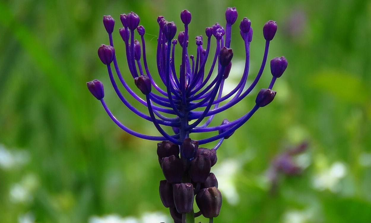 Inflorescencia de Muscari comosum con flores azules y amarillas características del Jacinto silvestre