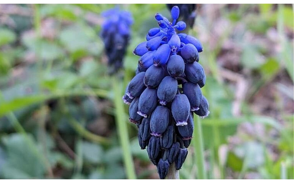 Muscari neglectum con flores azul oscuro en racimo