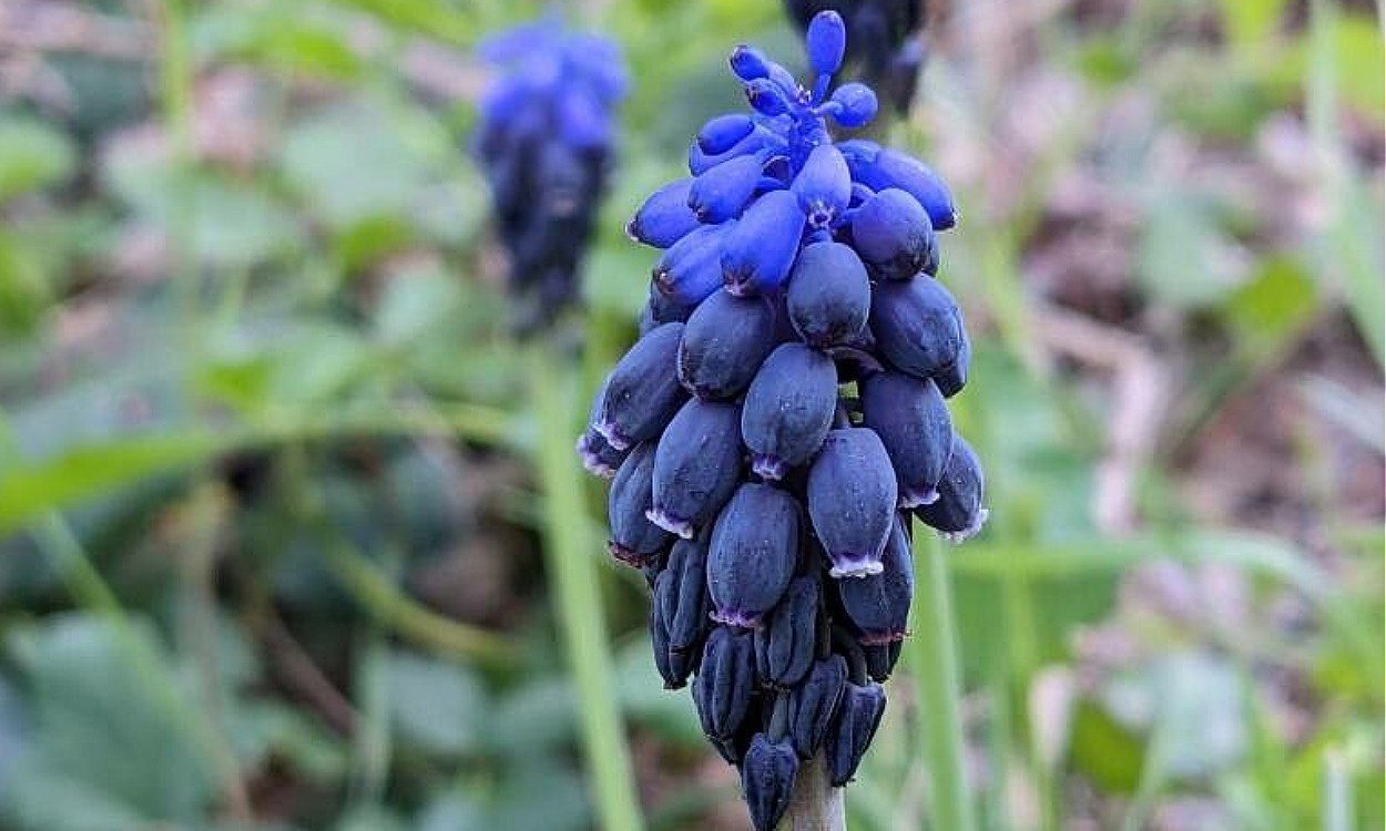 Flores azul oscuro de Muscari neglectum Azulete en racimo denso primaveral
