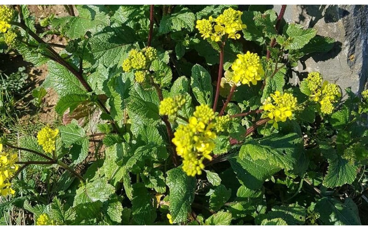Mostaza silvestre florecida Mutarda arvensis