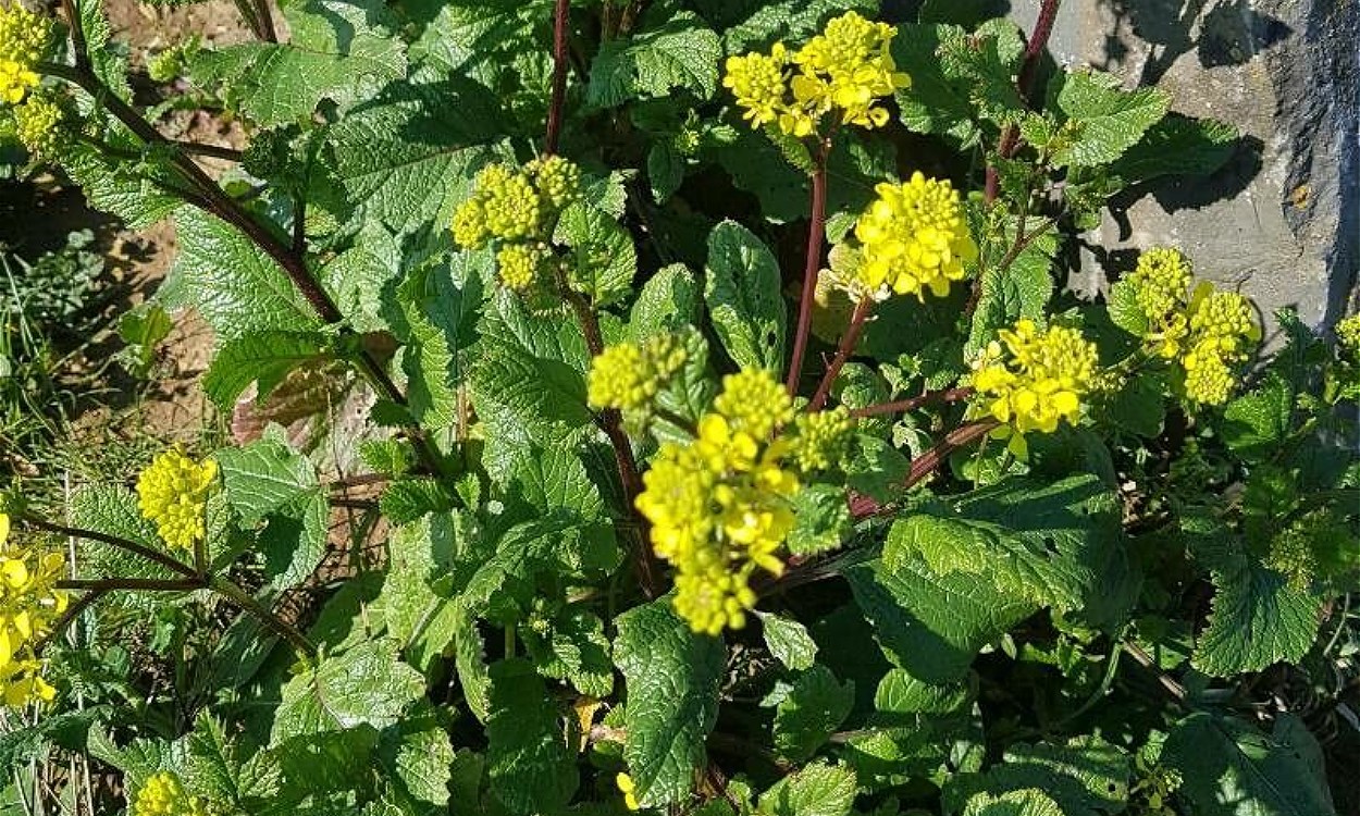 Planta de mostaza silvestre con flores amarillas y hojas dentadas verdes
