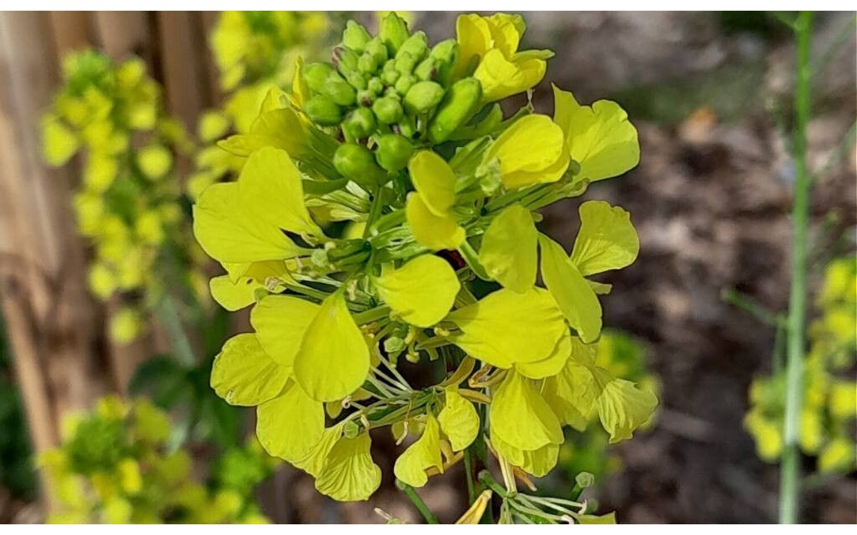 Plantas de mostaza negra con flores amarillas en campo
