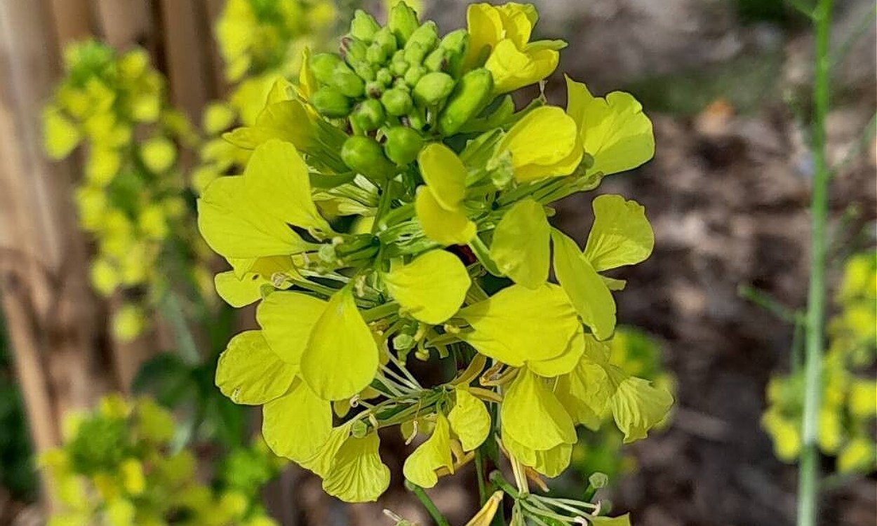 Mostaza negra florecida con flores amarillas y vainas verdes en desarrollo