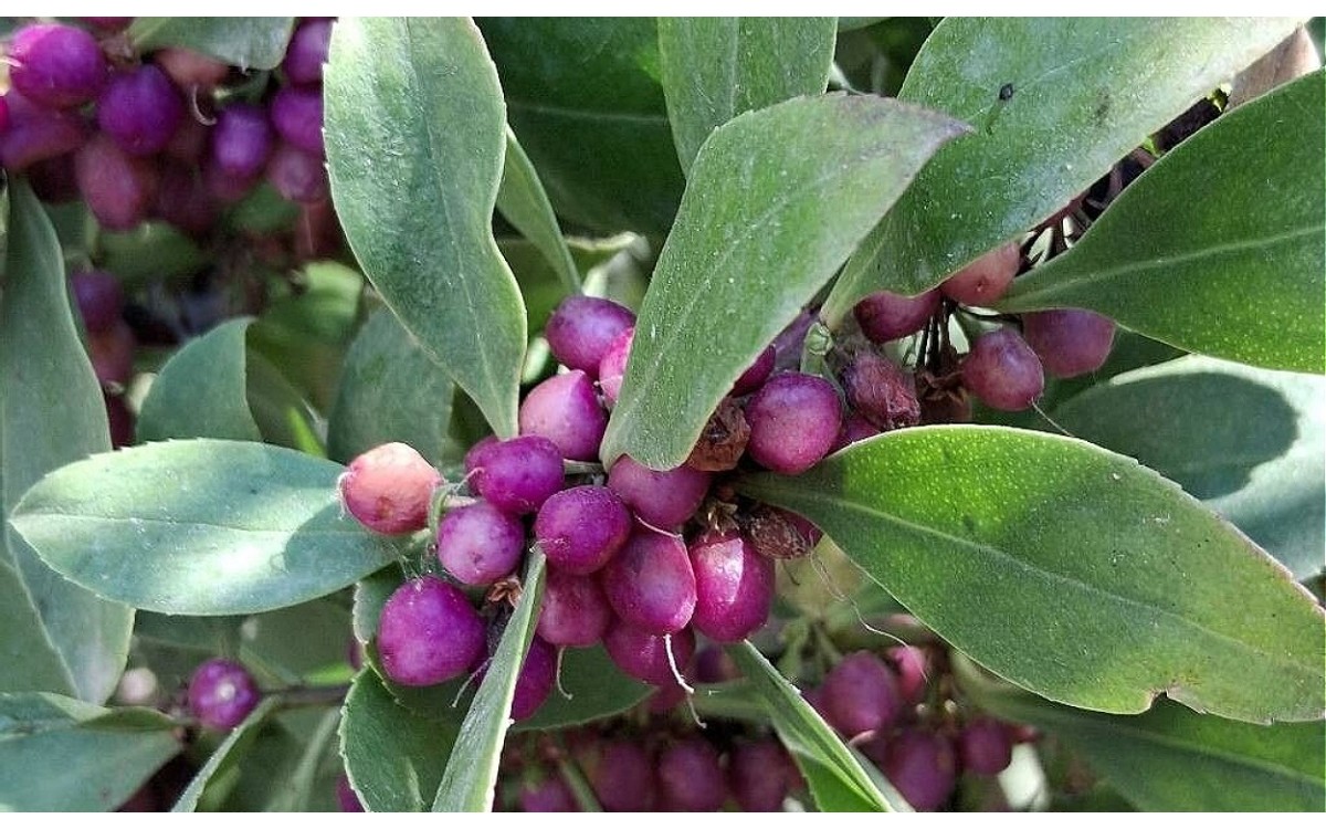 Myoporum laetum Gandul planta densa verde