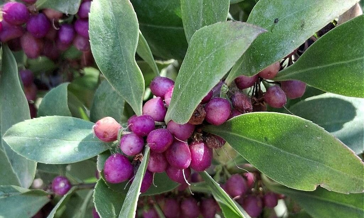 Arbusto Myoporum laetum con follaje verde denso y flores blancas
