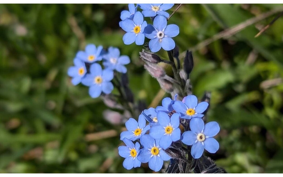 Nomeolvides alpina azul - Myosotis alpestris flores