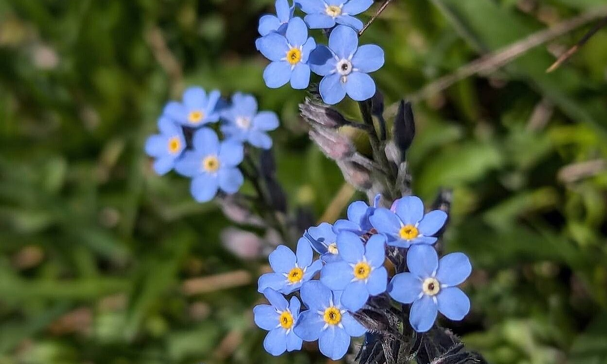 Flores azul cielo de nomeolvides alpina (Myosotis alpestris) con centro amarillo en maceta