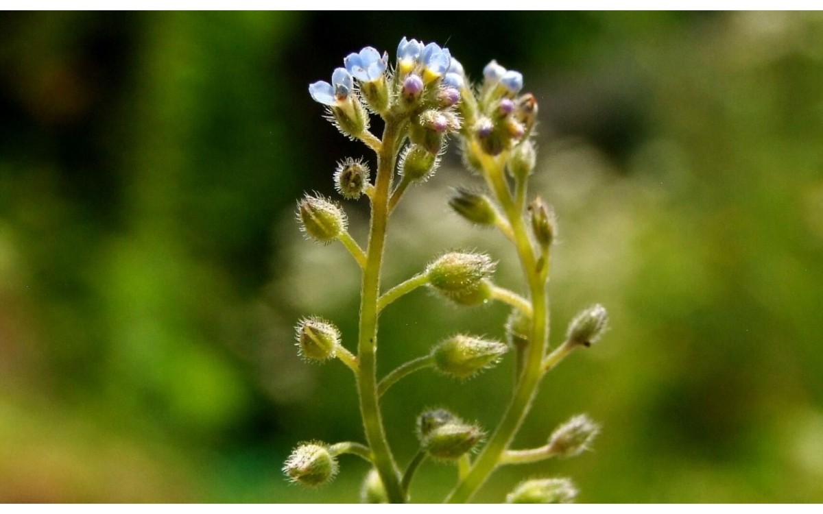 Flores azul celeste de Myosotis arvensis Nomeolvides