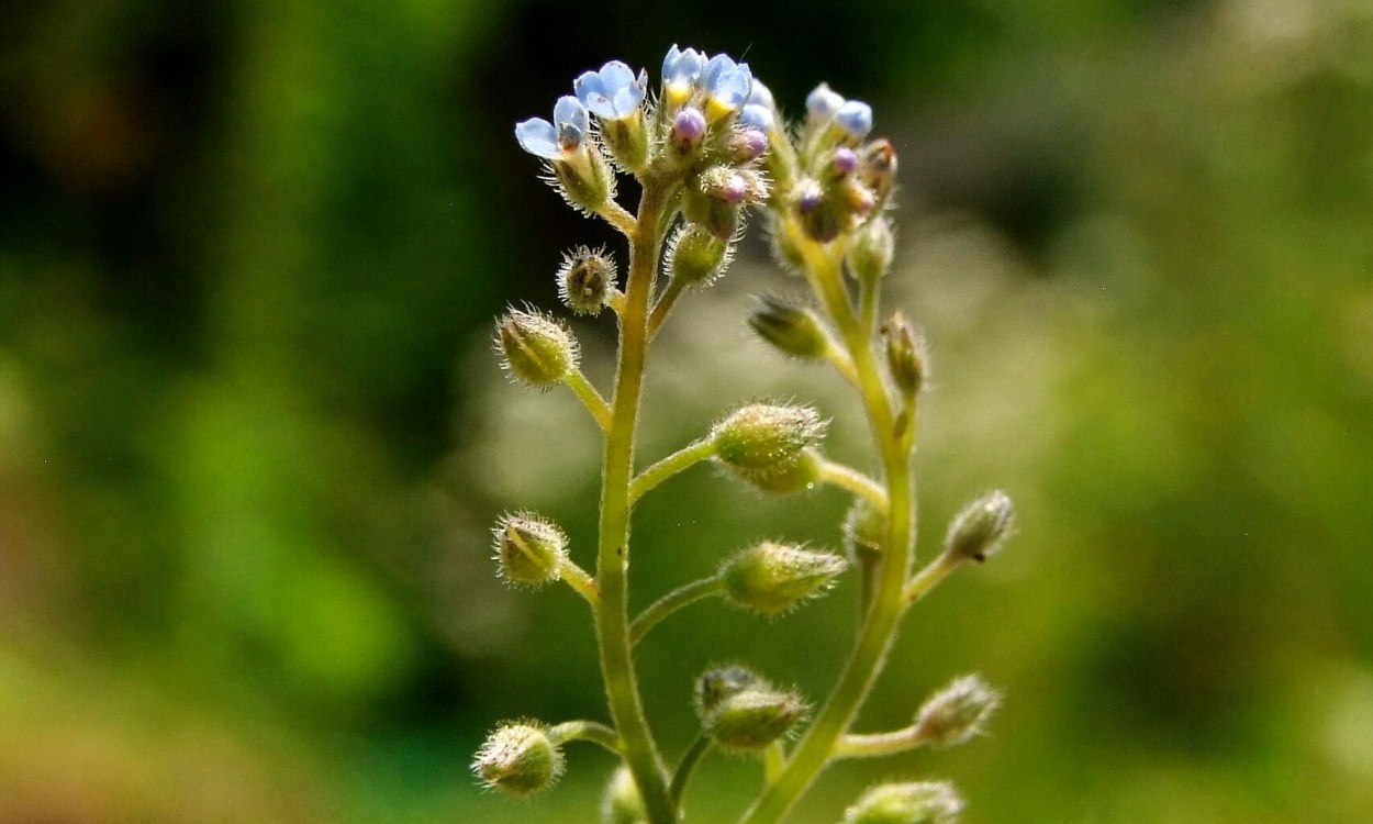 Myosotis arvensis con sus características flores azul cielo pequeñas en racimos enrollados