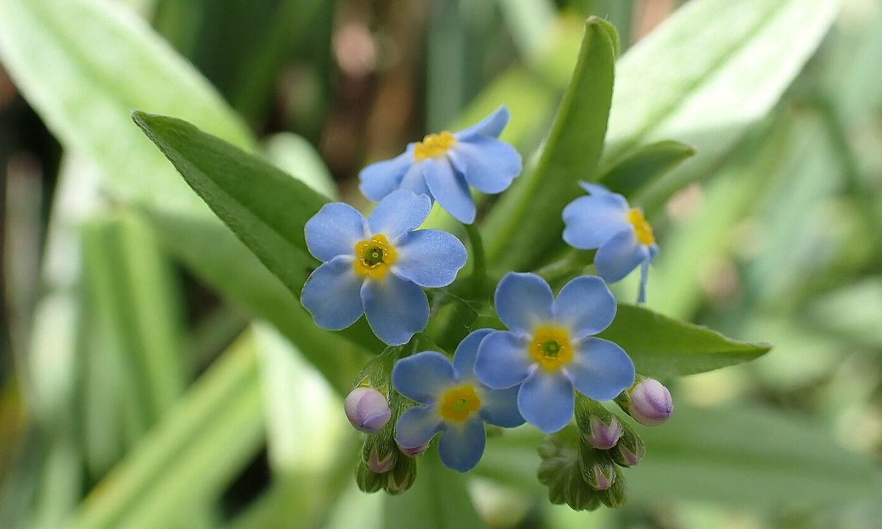 Myosotis scorpioides miosotis de agua flores azules junto a agua en jardín acuático