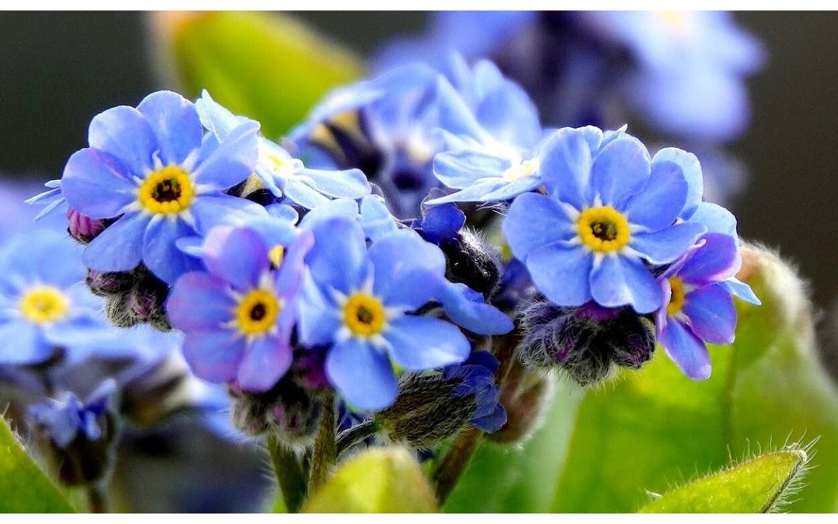 Myosotis sylvatica con flores azules en el jardín
