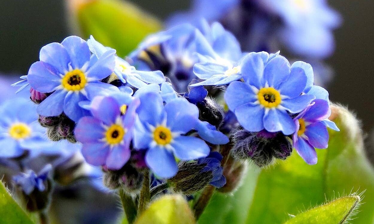 Flores pequeñas azul cielo de Myosotis sylvatica (nomeolvides silvestre) en macizo de jardín