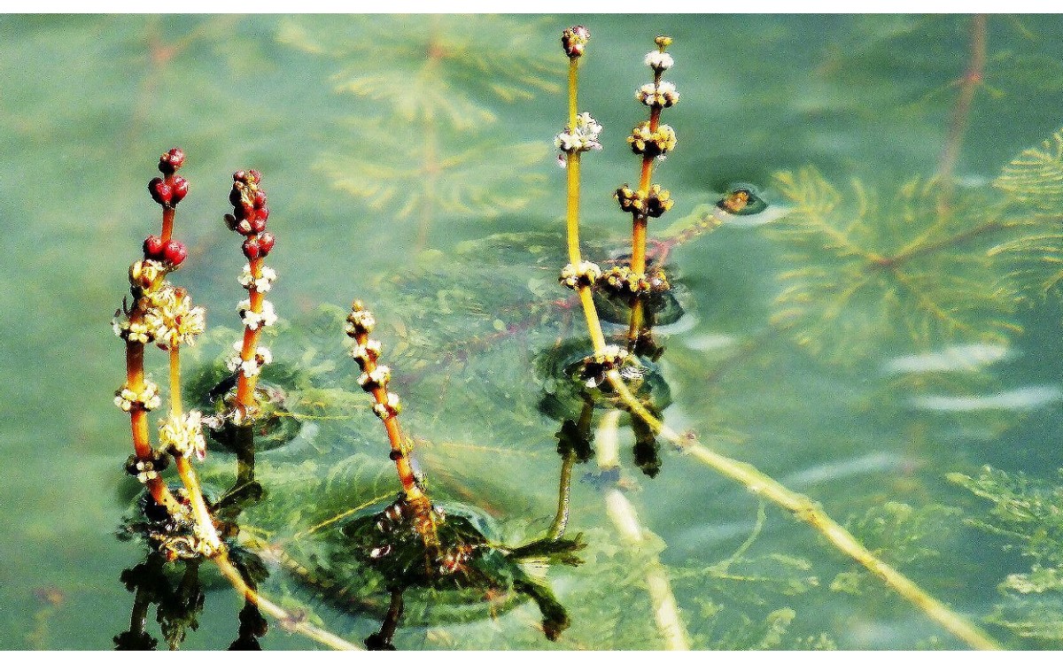 Myriophyllum spicatum - Filigrana Mayor en acuario