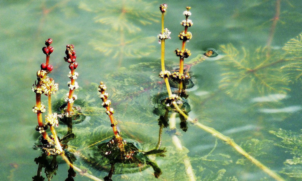 Planta acuática Filigrana Mayor con hojas plumosas verde intenso sumergida