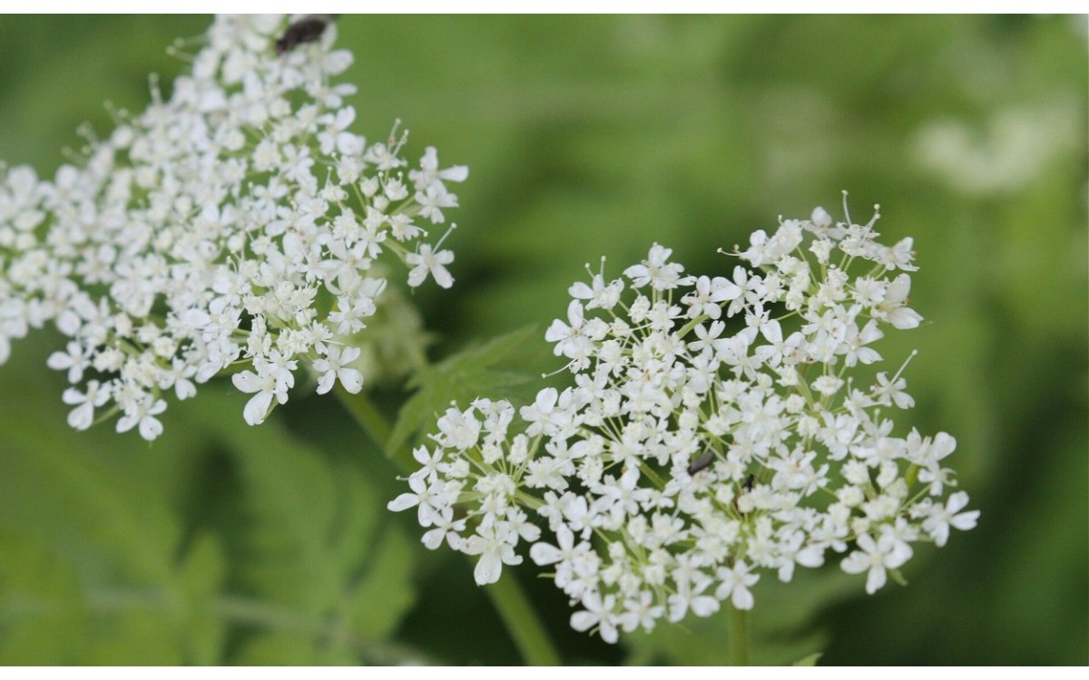 Perifollo oloroso Myrrhis odorata en maceta con flores