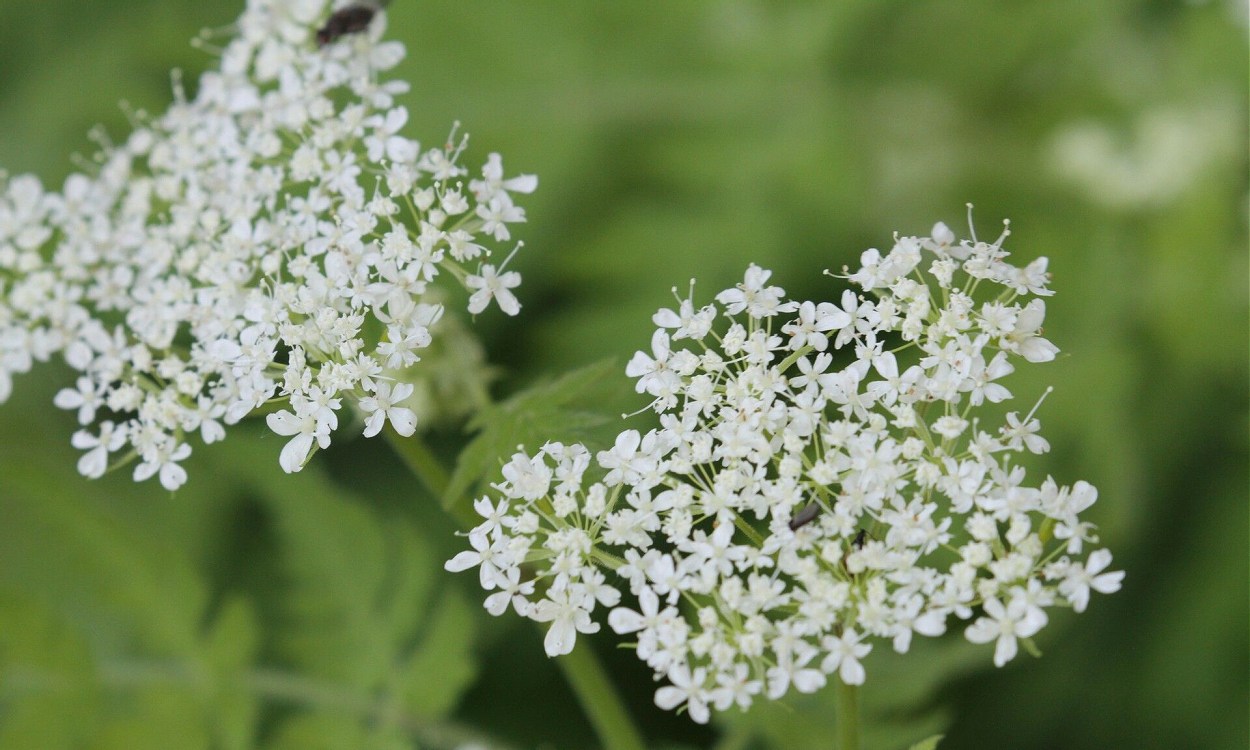 Planta de perifollo oloroso con hojas finamente divididas y flores blancas en umbela característica