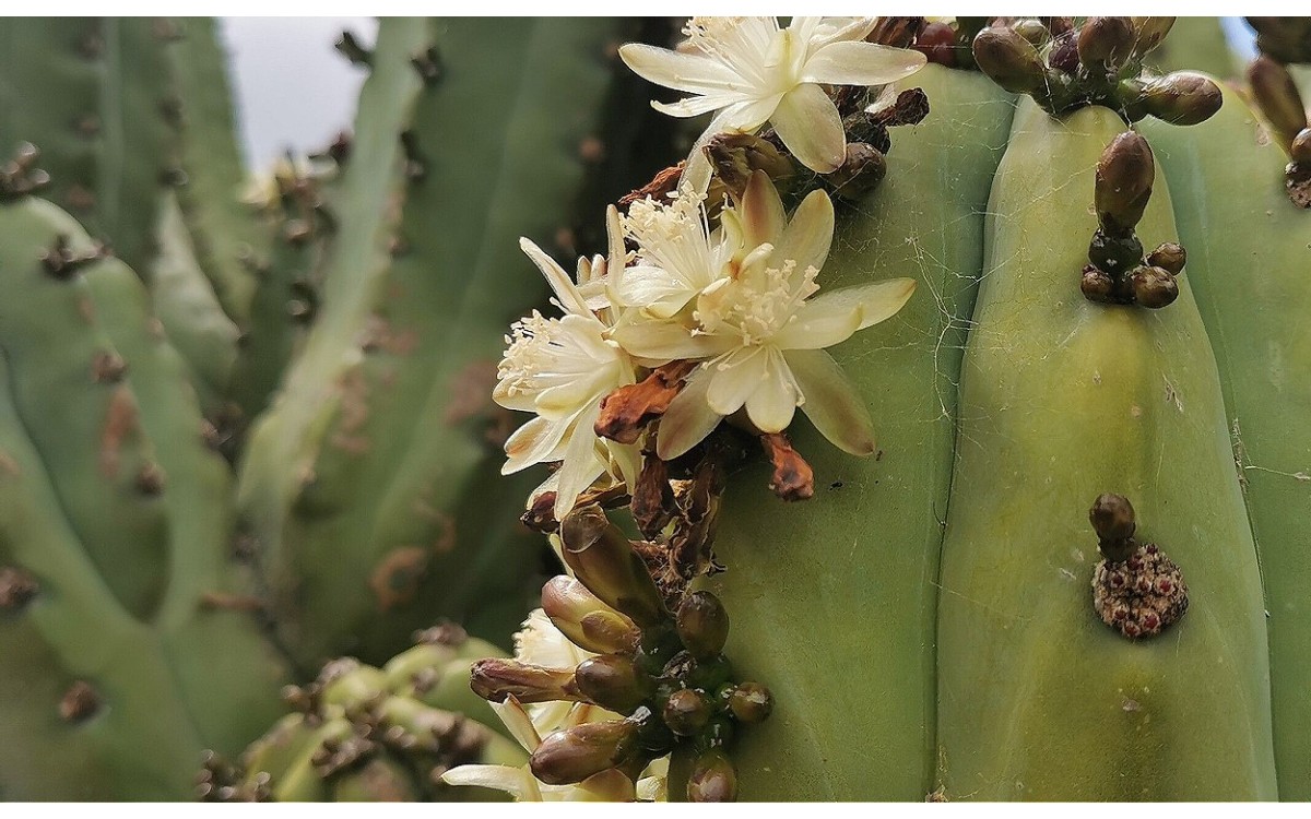 Myrtillocactus geometrizans garambullo con frutos azules