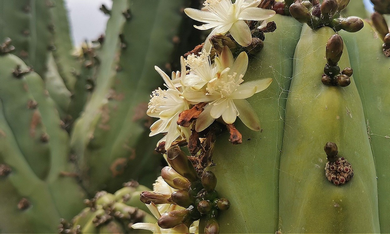 Cactus garambullo Myrtillocactus geometrizans con frutos azul oscuro y tallos columnares geométricos