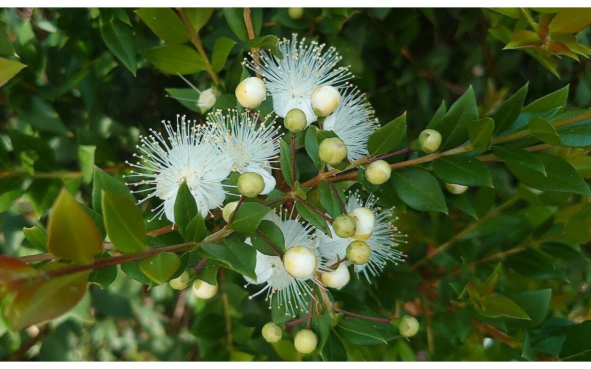 Mirto Myrtus communis flores blancas y frutos oscuros
