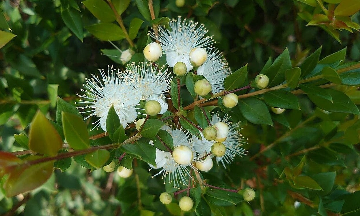 Planta de mirto con flores blancas y hojas verdes brillantes aromáticas