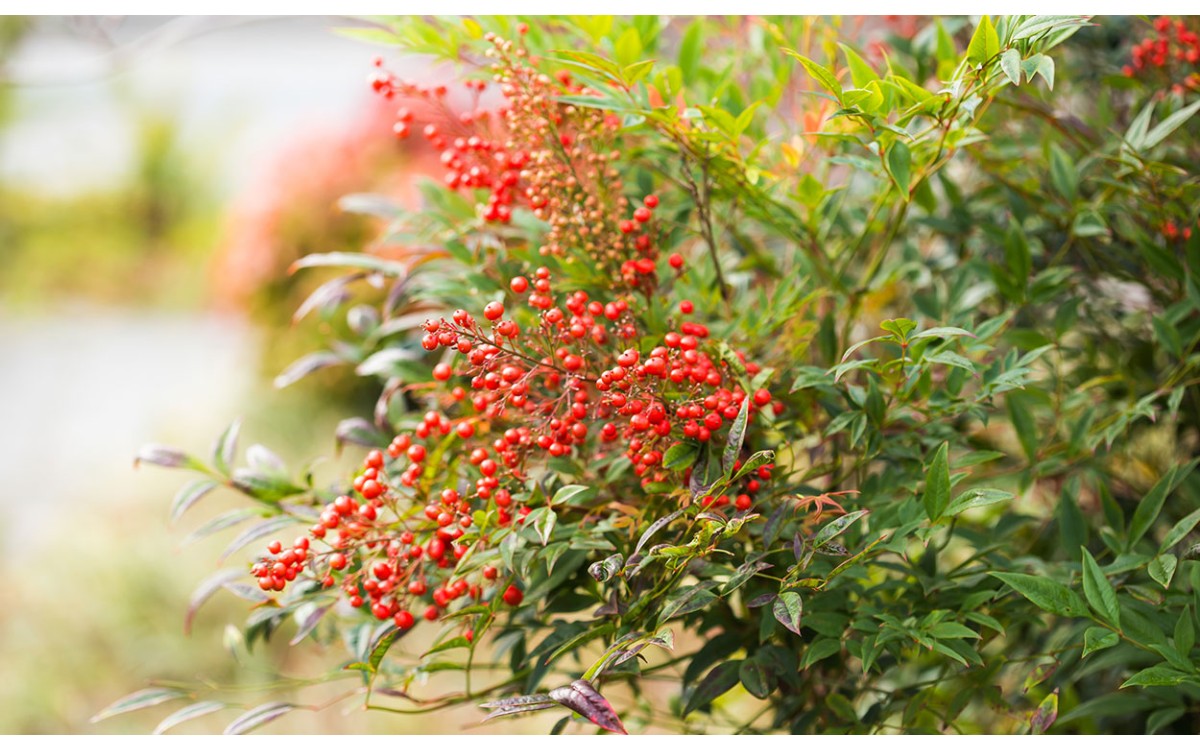 Nandina doméstica